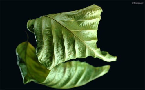 克孜尔石窟壁画，新疆虎是怎样的一种虎